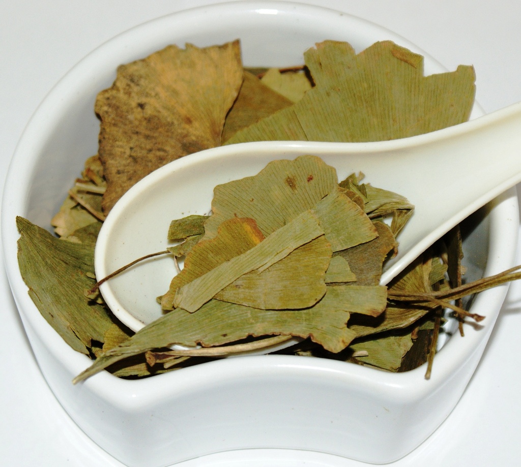 ginkgo-biloba-leaf-ginkgo-biloba-l-herba-2.jpg