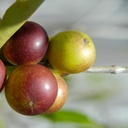 pure-original-ingredients-camu-camu-powd-3.jpg