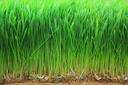 food-to-live-organic-wheatgrass-powder-4-6.jpg