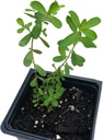 organic-saint-johns-wort-plant-hypericum-2.jpg
