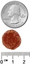 smartypants-adult-complete-daily-gummy-v-5.jpg