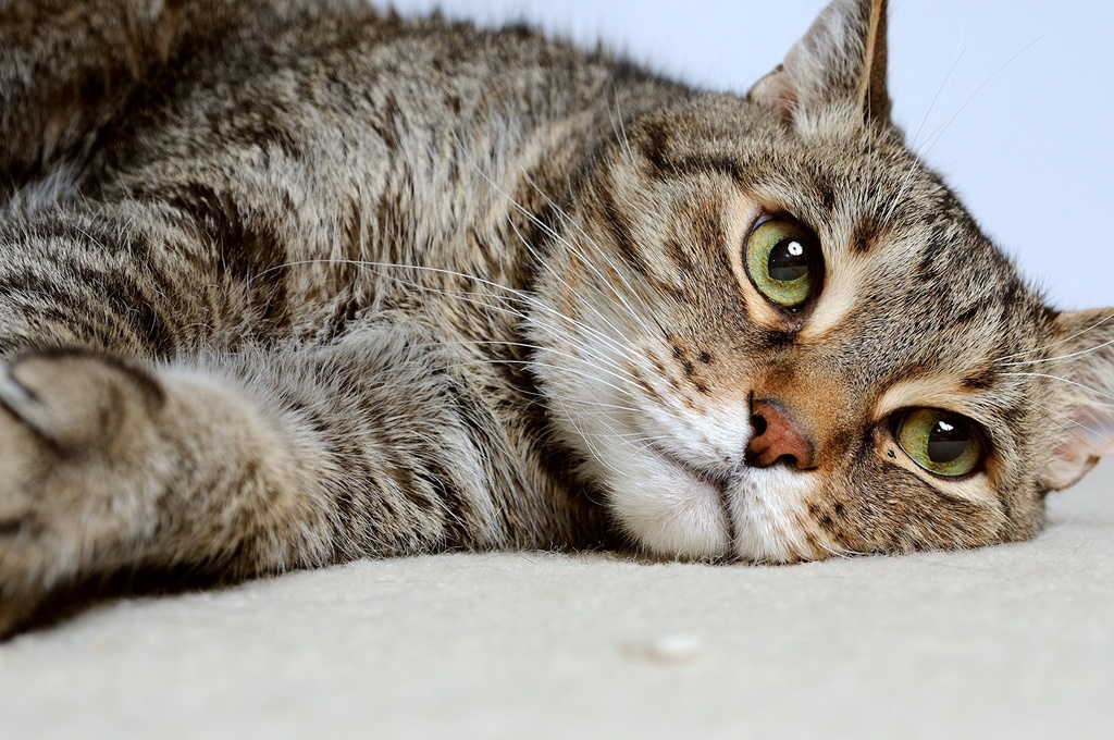 drformulas-nexabiotic-probiotics-for-cat-5.jpg