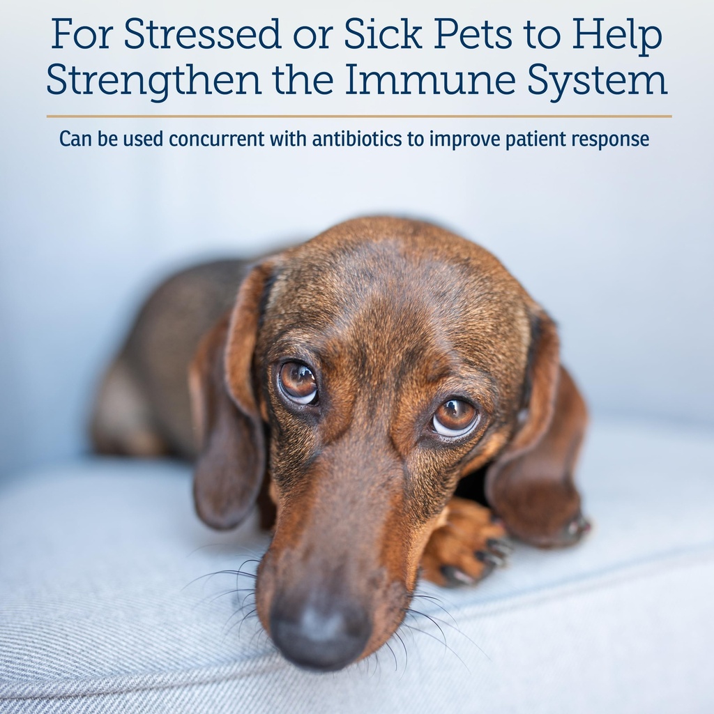 rx-vitamins-liquid-immuno-dog-cat-immune-4.jpg