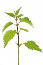 stinging-nettle-seeds-urtica-dioica-from-5.jpg