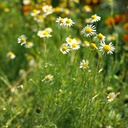 raven-moon-emporium-chamomile-flower-pow-71cEn+HLmXL.jpg