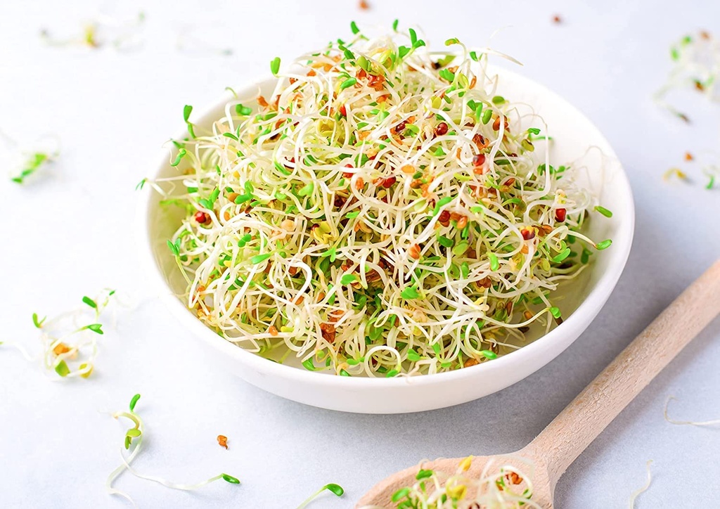 food-to-live-organic-alfalfa-sprouting-s-71jIYawqmfL.jpg