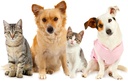 cat-vitamins-and-supplements-fur---ultra-3.jpg