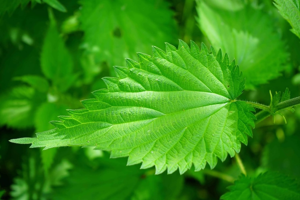 nettle-leaf-tea---prostate-support-pills-6.jpg