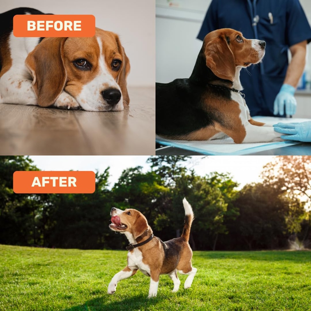 absolut-pet-postbiotic-immunity-dog-chew-7135mcBxmdL.jpg