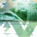 nootropics-depot-nadh-chlorella-vulgaris-61TrxsKvUOL.jpg