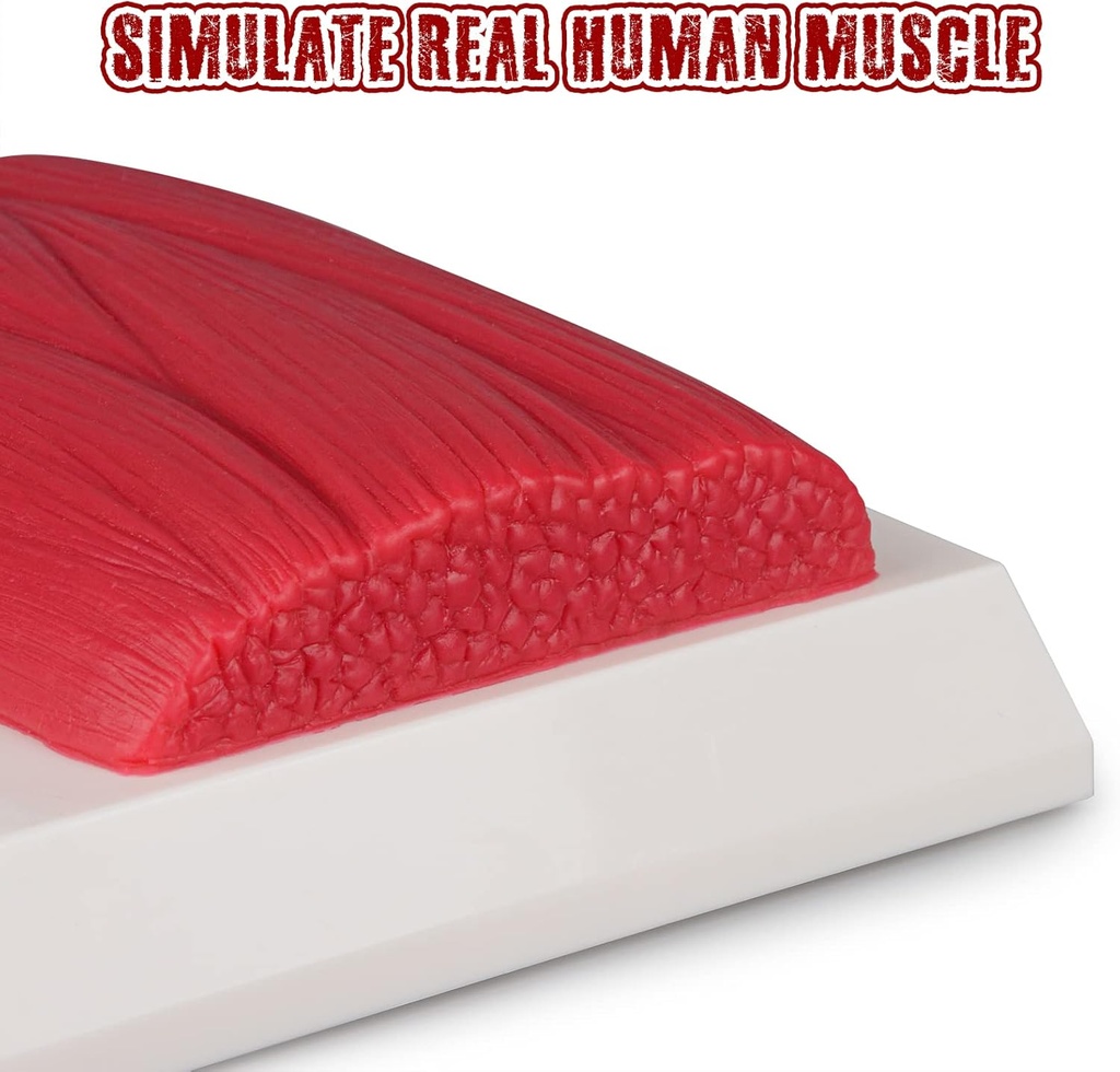simcoach-human-body-fat-muscle-replica-1-2.jpg
