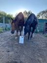 100-pure-camelina-oil-for-horses-omega-3-5.jpg