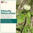ny-spice-shop-goldenseal-root-herb-cut-s-5.jpg