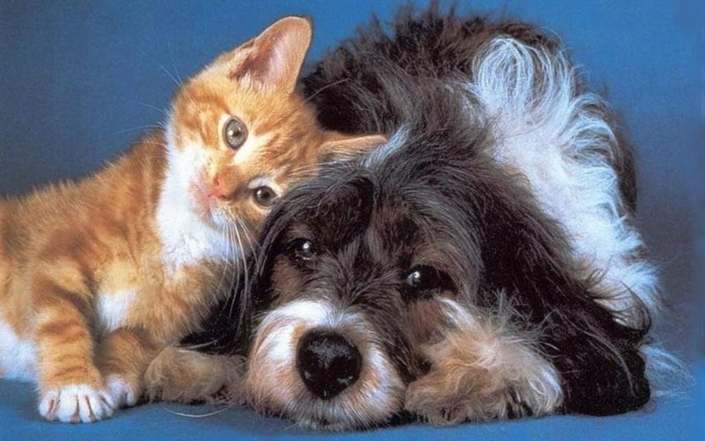 i-love-my-pets-llc-dog-immune-treats---p-3.jpg
