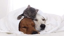 i-love-my-pets-llc-dog-immune-treats---p-4.jpg