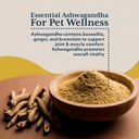 ayush-pet-ashwagandha-capsules-for-dogs--4.jpg