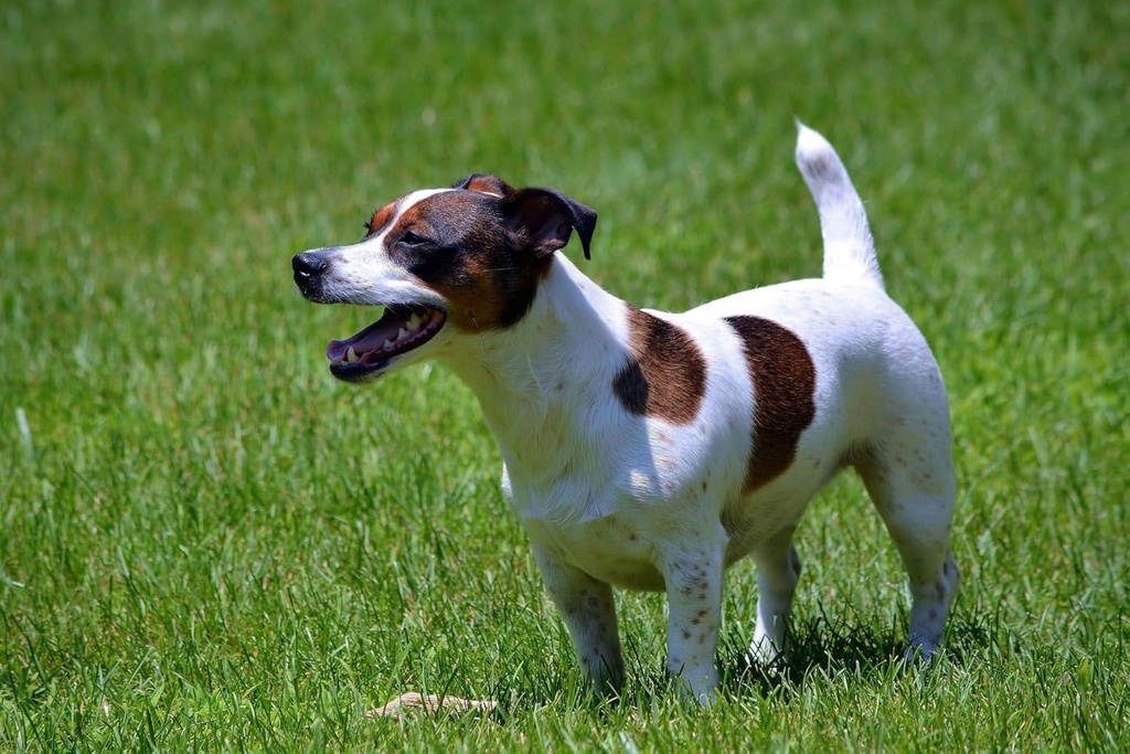 dog-gut-health---probiotics-for-dogs---h-4.jpg