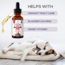 dog-uti-treatment-urinary-tract-infectio-3.jpg