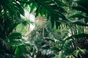 sebotanicals-vanuatu-ceremonial-kava-tea-5.jpg