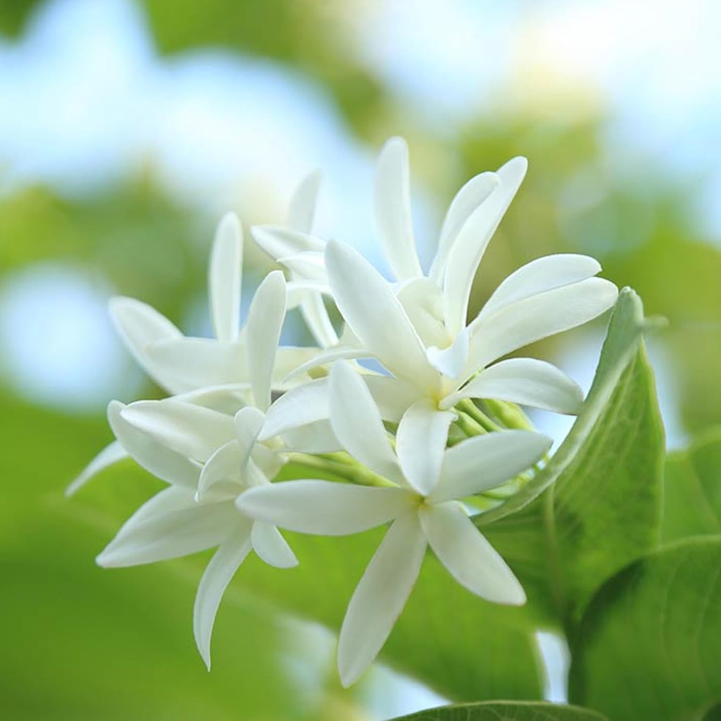 sewanti-kutaja-bark-powder---high-potenc-6.jpg