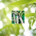 natures-sunshine-black-cohosh-100-capsul-5.jpg