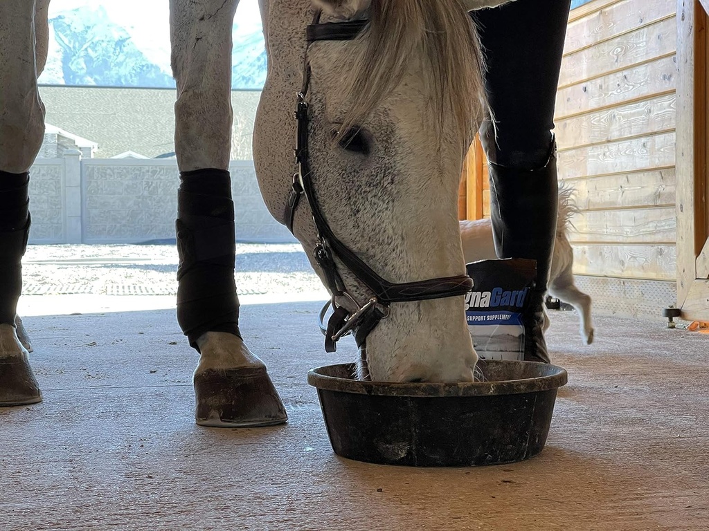 gastric-support-supplement-for-horses-re-3.jpg