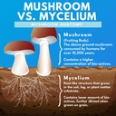 bold-botanica-reishi-mushroom-capsules---4.jpg