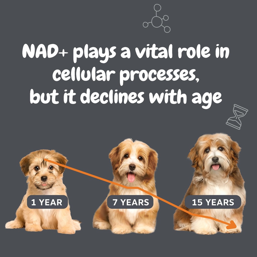 zesty-paws-nad-precursor-supplement-for--2.jpg