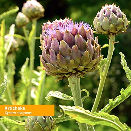 herb-pharm-artichoke-liquid-herbal-extra-6.jpg