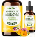 Lymf Detox, Circulation - Lymphatic Drainage Supplements med örter Organic, Echinacea, Dandelion, Burdock, Cleaver Herb - Immune System Support & Cleanse