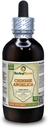 Angelica Chinese (Angelica Sinensis) Tinktur, Organic Dried Root Liquid Extract (Brand Name: HerbalTerra, Proudly Made in USA) 4 fl.oz (120 ml)