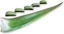 3 pund organiska extra stora Aloe Vera Barbadensis gröna blad