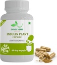 Generisk JAGGY Premium Insulin Plant Capsules (Costus Igneus) Naturtillskott 240 Veggie Capsules (60 Day Supply) Insulin Plant
