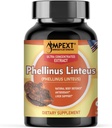 Phellinus linteus Mushroom Extract - Premium Kvalitet, Endast Fruktande Bodies, Antioxidant, Immunity Booster, Liver Support, 90 Veg Caps.