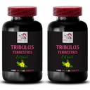 Standardized Tribulus extract - TRIBULUS TERRESTRIS EXTRACT - Tribulus dietary, Tribulus for muscle support, Tribulus for muscle support, Tribulus powder, Tribulus Terrestris organic 2B 120C