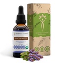 Bugleweed USDA Organic | Alcohol-FREE Extract, High-Potency Herbal Drops, Respiratory System | Made from 100% Certified Organic Bugleweed (Ze Lan, Lycopus Virginicus) Torkade Herb (2 FL OZ)