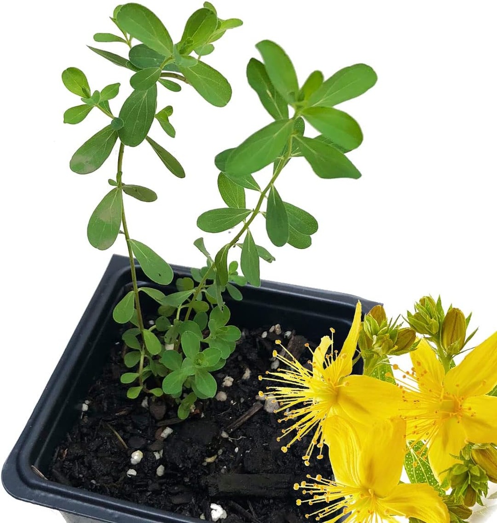 Organic Saint John's Wort Plant (Hypericum Perforatum) 2,5 tum Pot - St John's Wort Live Plant