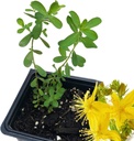 Organic Saint John's Wort Plant (Hypericum Perforatum) 2,5 tum Pot - St John's Wort Live Plant