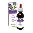 Naturalma Alfalfa eller Lucerne (Medicago Sativa) ört med blommor alkoholfri tinktur - Rik i naturlig klorofyll - 4 fl oz flytande extrakt i droppar - Herbal Supplement - Vegan