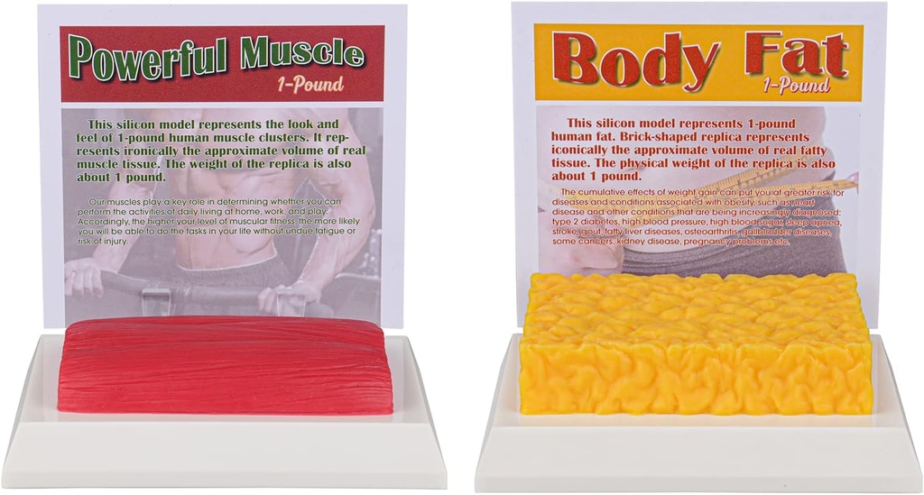SimCoach Human Body Fat & Muscle Replica 1 Lb, Keep Fit &Fitness Motivation & Reminder, Human Muscle Fat Model for Nutritionist, Athlete