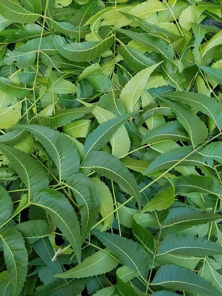 Fresh Neem Leaves, Azadirachta Indica, Margosa, från South Florida. (3 OZ)