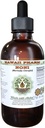 Noni Alcohol-Free Liquid Extract, Organic Noni (Morinda citrifolia) Torkade frukt Glycerit Natural Herbal Supplement, Hawaii Pharm, USA 2 fl.oz