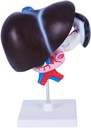 FROON Human Organ Model Artificial Liver Pancreas Duodenum Model Liver Teaching Aids Medical Liver Anatomy Model Detachable Into 3 Delar för studieverktyg för skolstudie