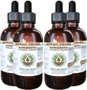 Pipsissewa Alcohol-Free Liquid Extract, Pipsissewa (Chimaphila umbellata) Dried Leaf Glycerite Natural Herbal Supplement, Hawaii Pharm, USA 4x4 fl.oz